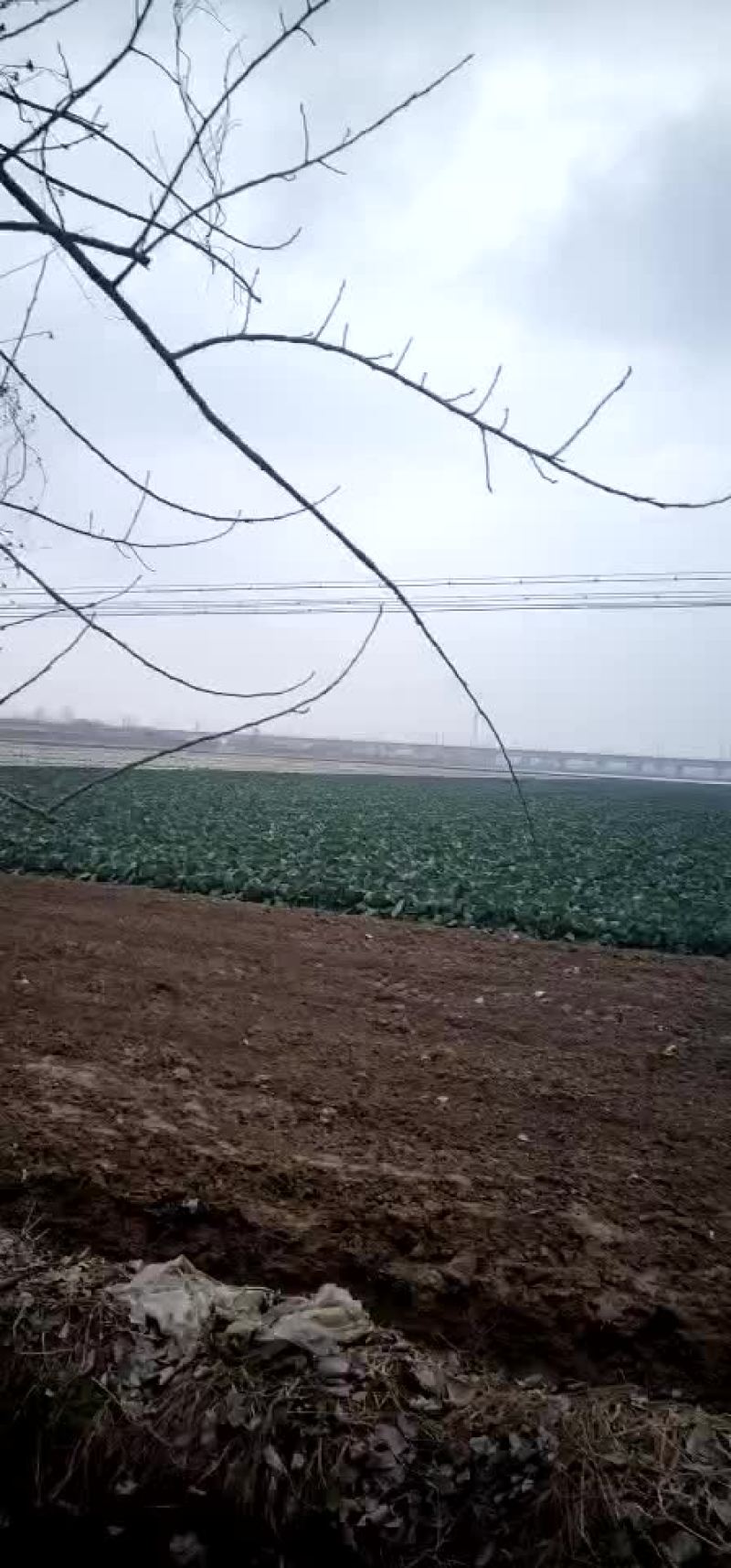 扁包菜