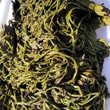 蕨菜纯野生