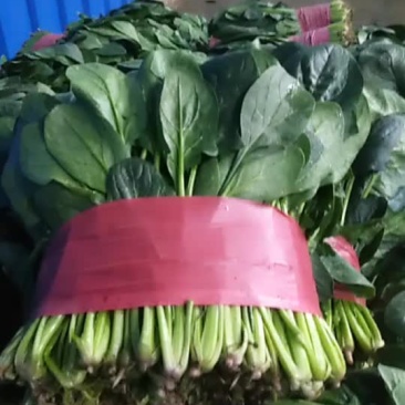 菠菜