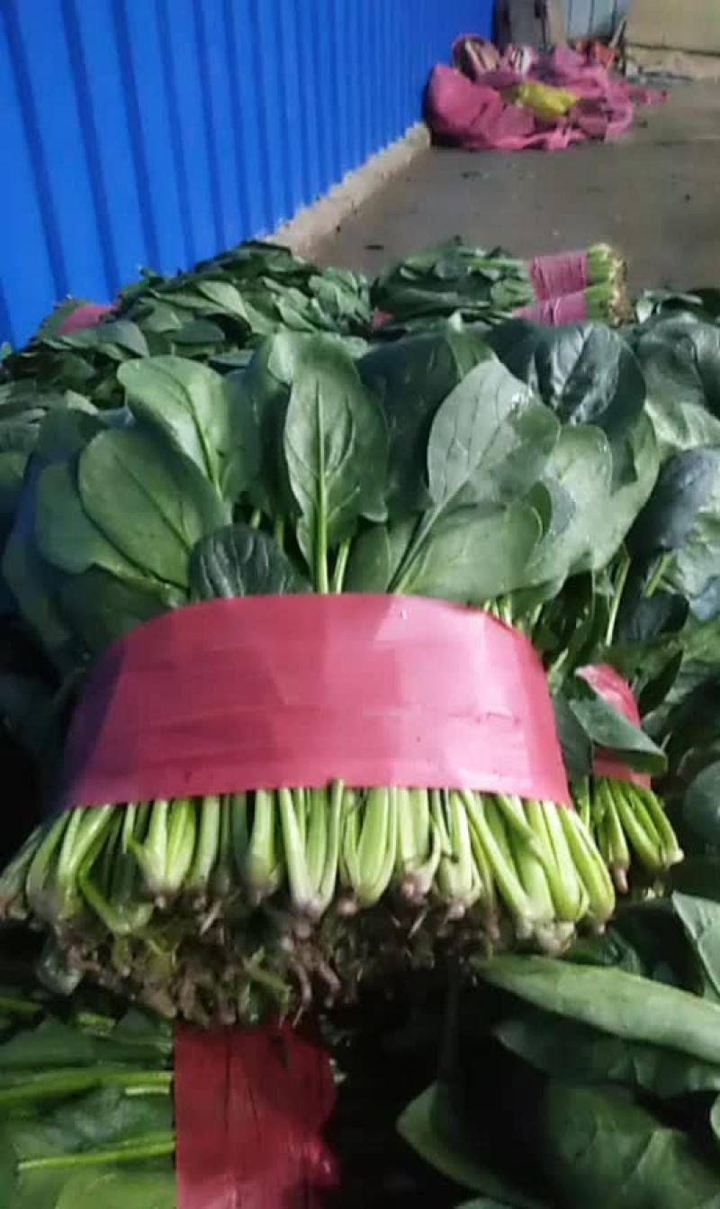 菠菜