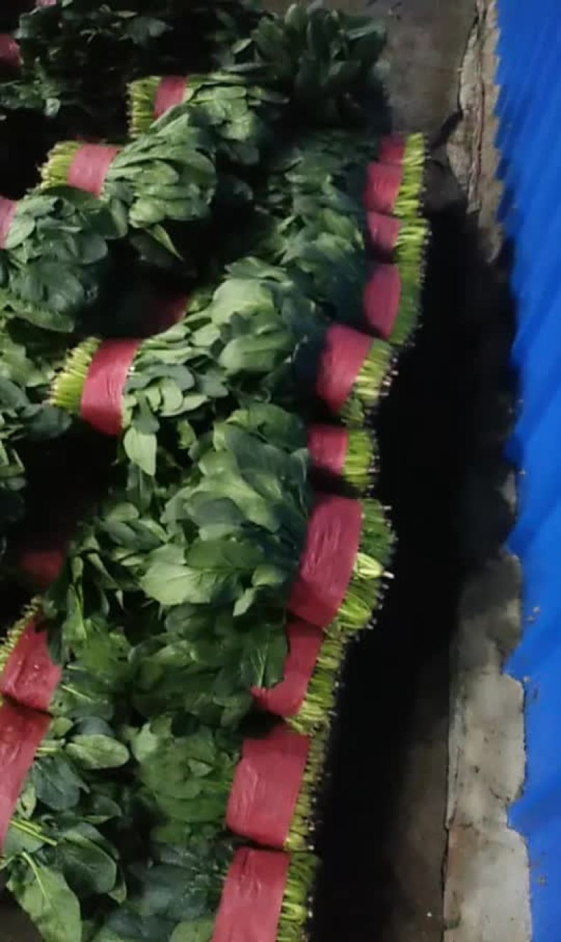 菠菜