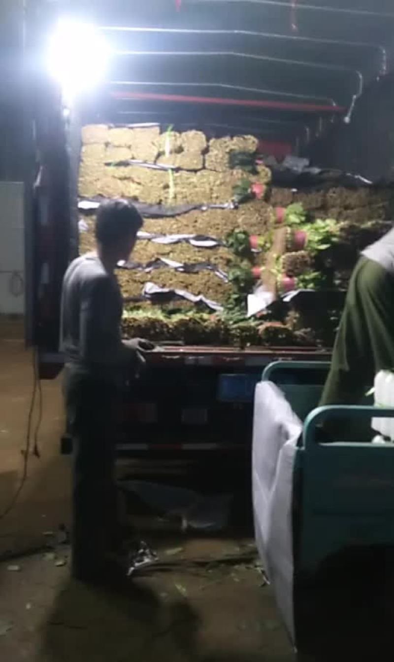 菠菜