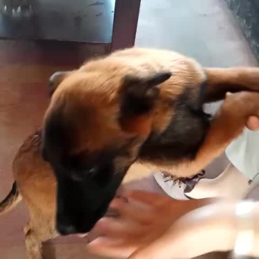马犬