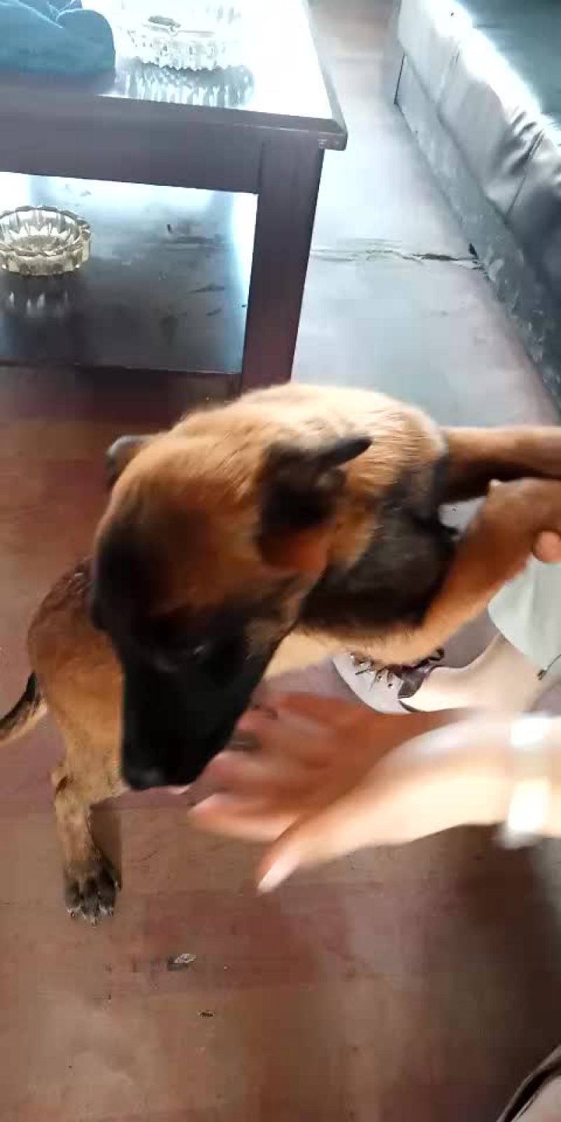 马犬