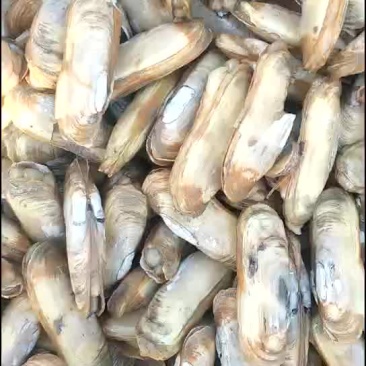 海蛏