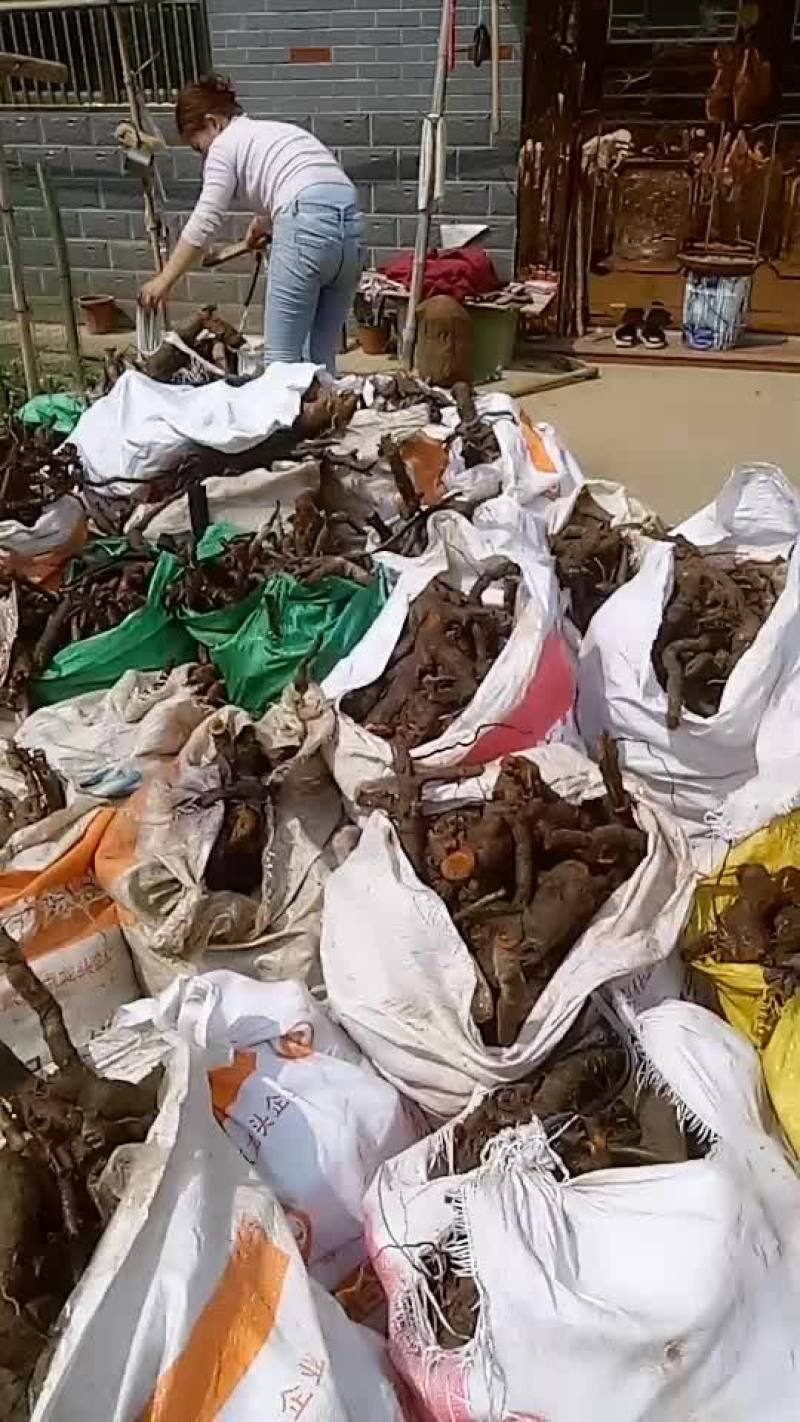 虎杖鲜货江西地产含量高大小统一完美