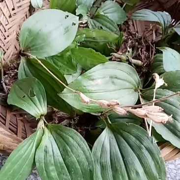 见血清