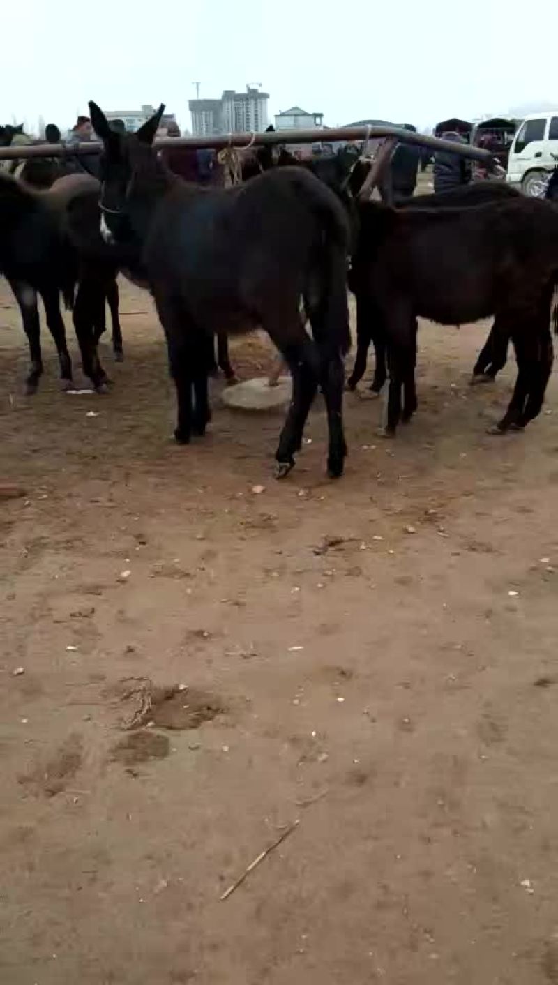 毛驴