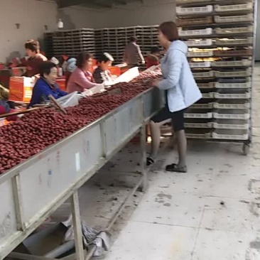 新疆灰枣精选中，有需要下单哟