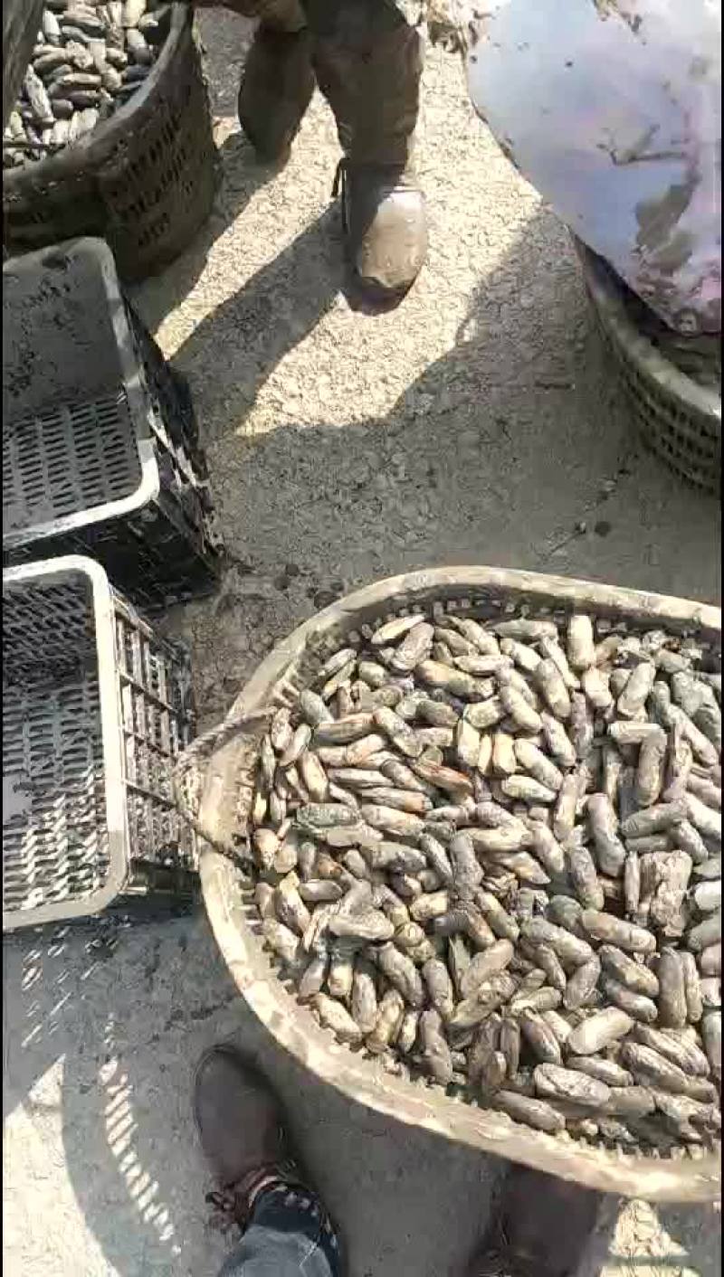蛏子