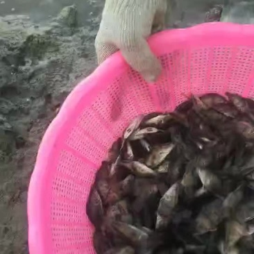 常年供应桂鱼苗，锦鲤一切鱼种价格美女