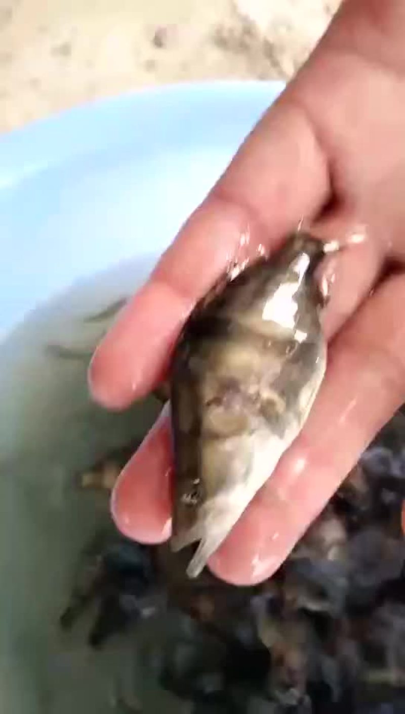 常年供应桂鱼苗，锦鲤一切鱼种价格美女
