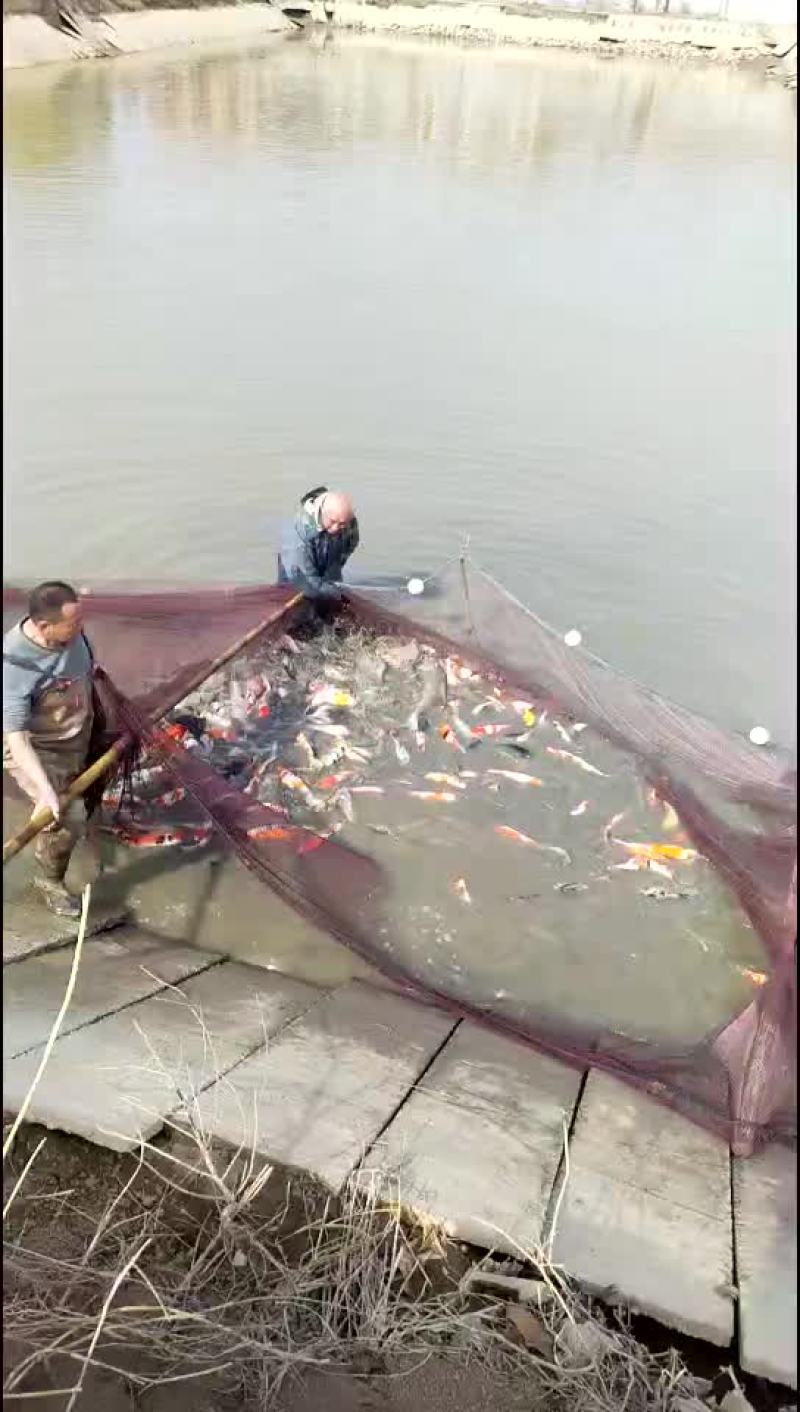 常年供应桂鱼苗，锦鲤一切鱼种价格美女