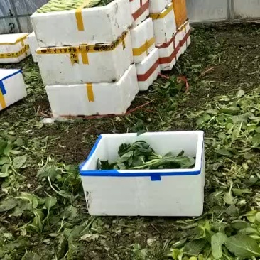广东菜心，菜苔