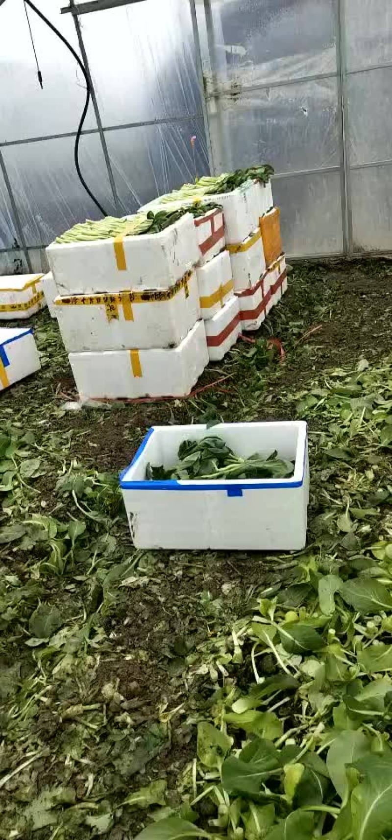 广东菜心，菜苔
