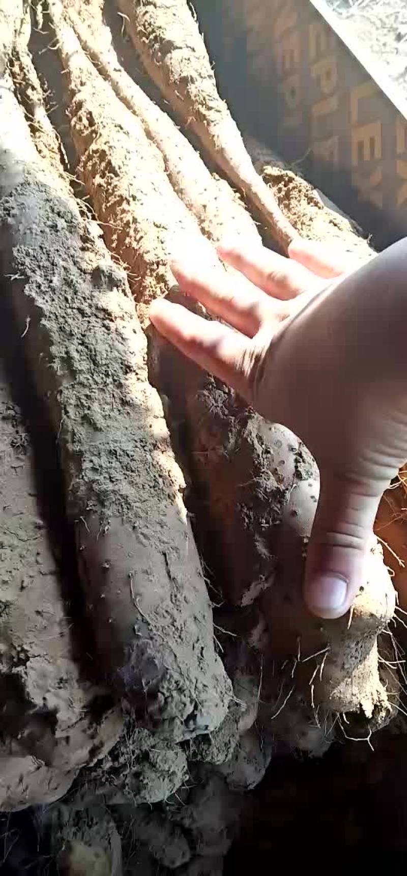 白玉山药