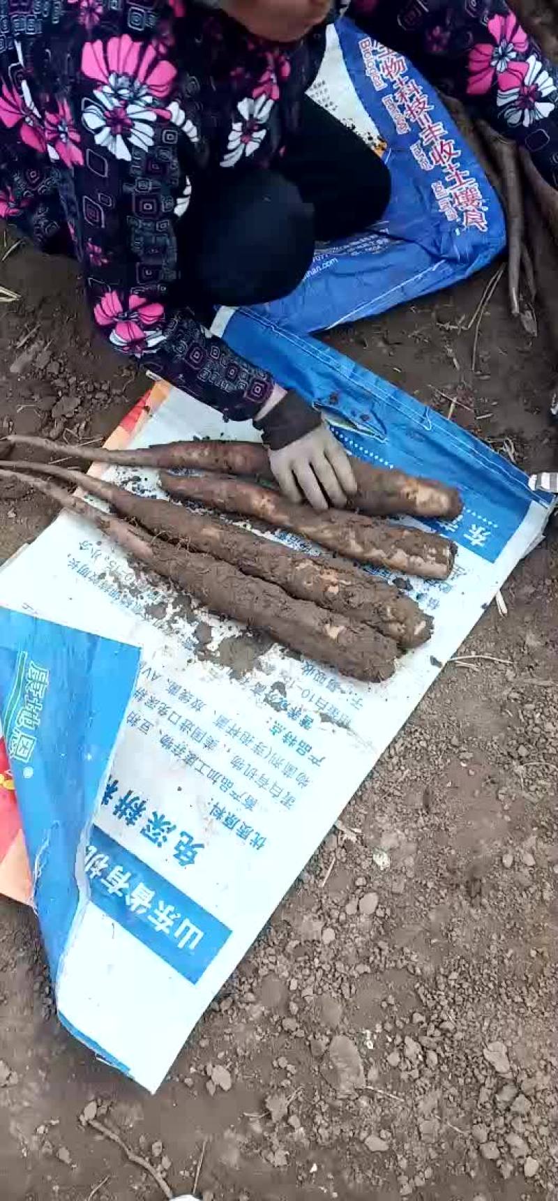 白玉山药