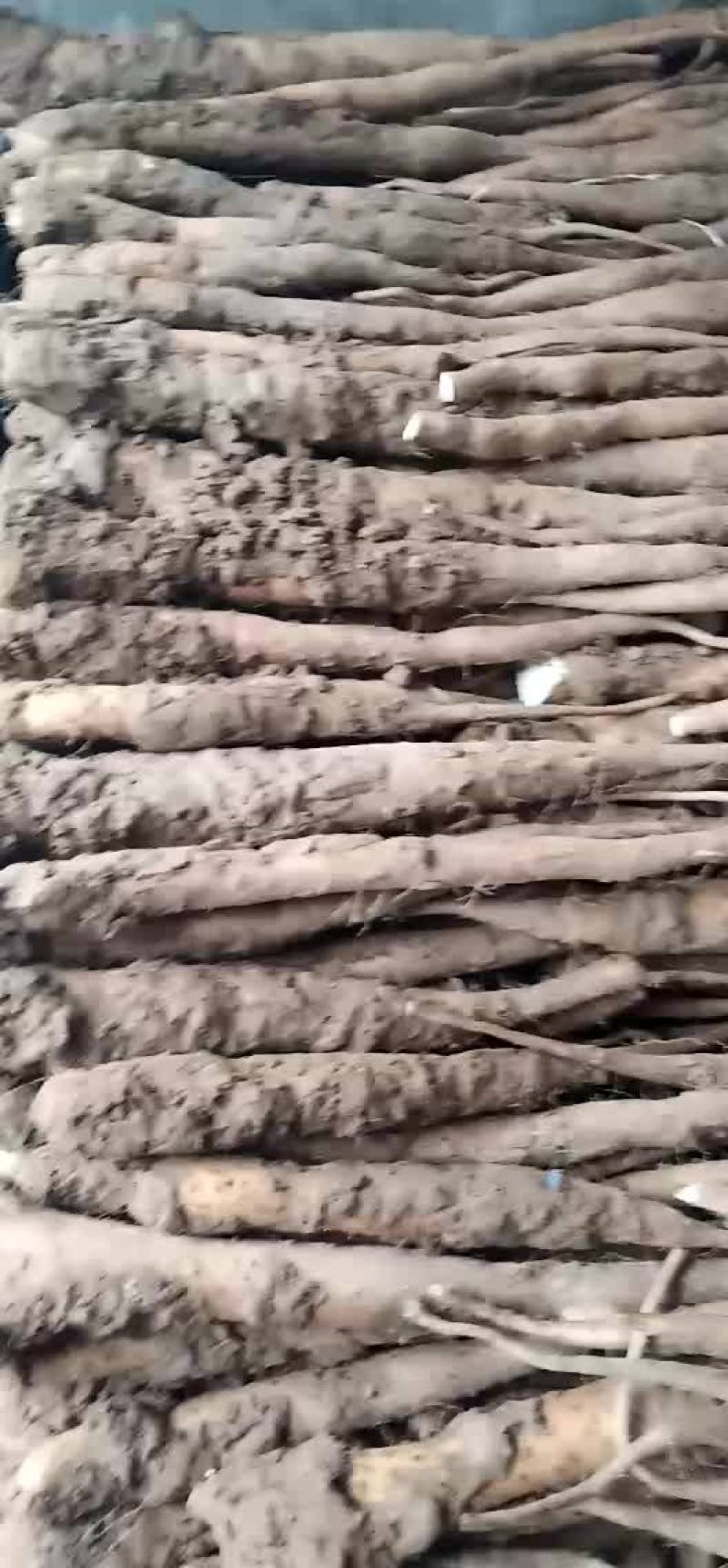 白玉山药