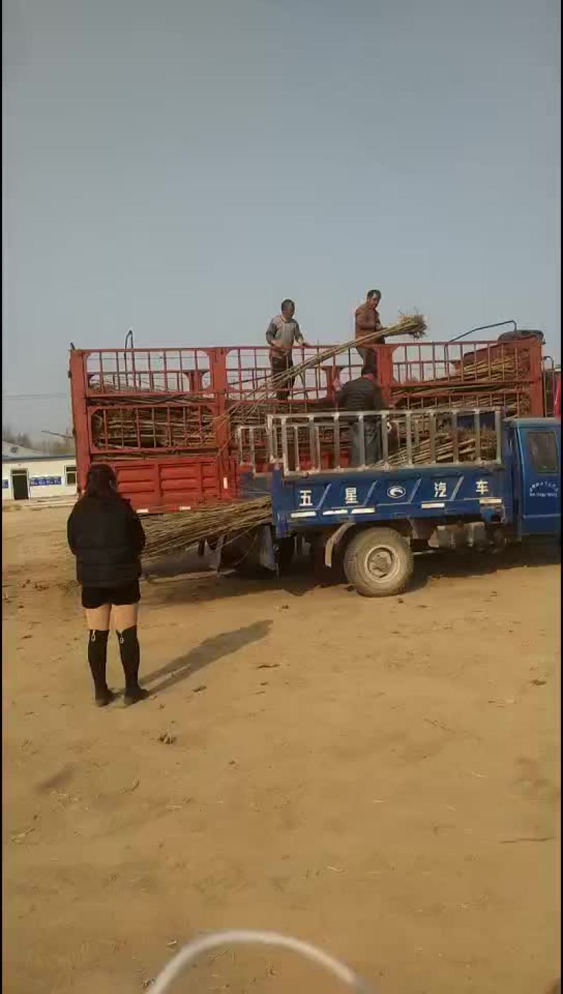 速生杨107基地河北保定市蠡县庆腾苗木合作社有各种规格
