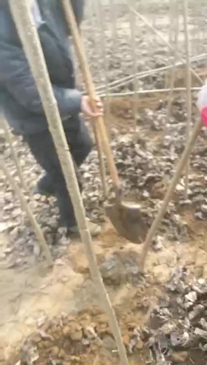速生杨107基地河北保定市蠡县庆腾苗木合作社有各种规格