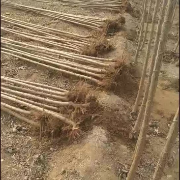 速生杨107基地河北保定市蠡县庆腾苗木合作社有各种规格