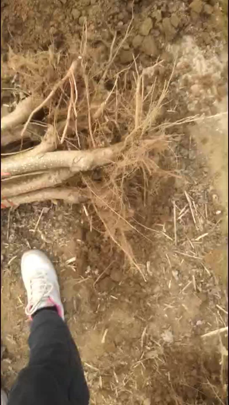 速生杨107基地河北保定市蠡县庆腾苗木合作社有各种规格