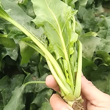 好菠菜，叶片大，个子矮，20左右公分