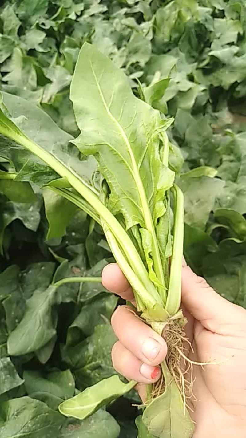 好菠菜，叶片大，个子矮，20左右公分