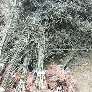 小毛竹