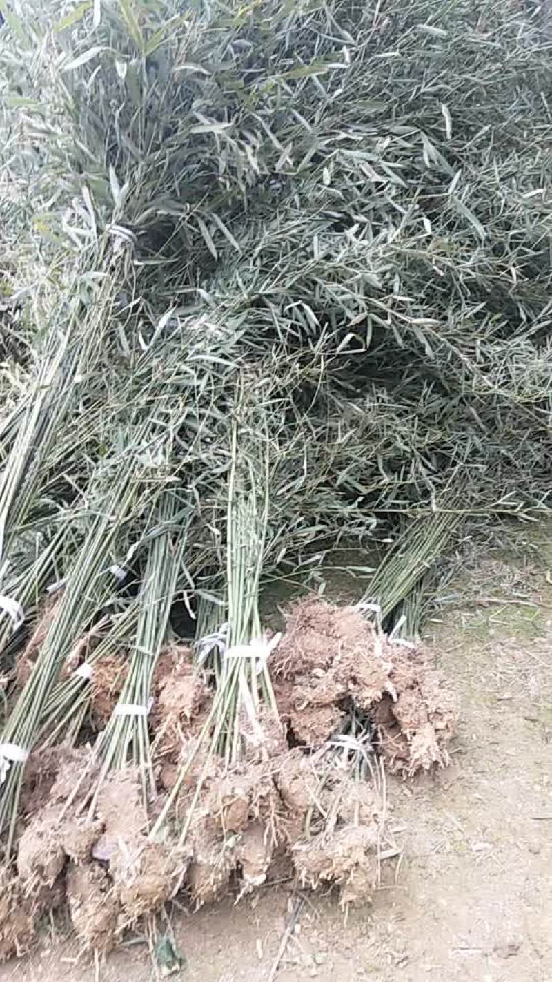 小毛竹