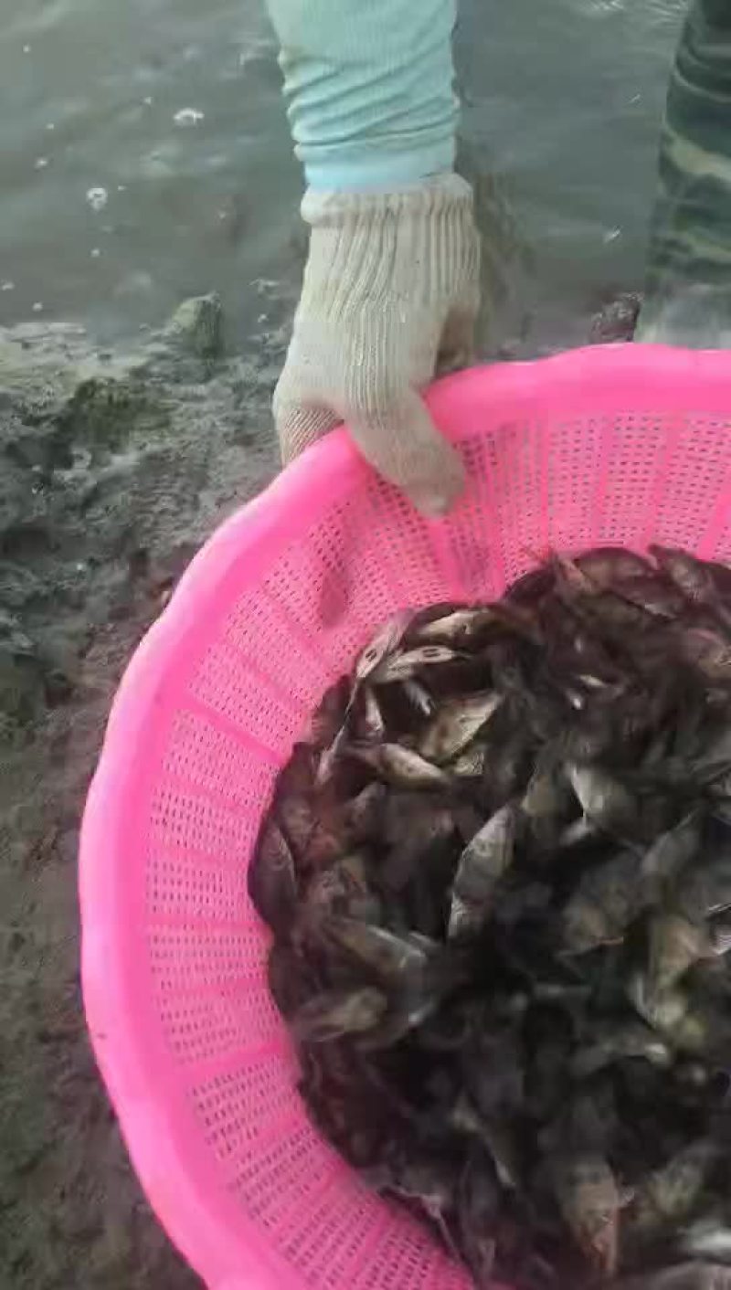 常年供应桂鱼苗及锦鲤鱼苗
