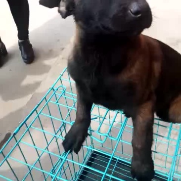 精品马犬