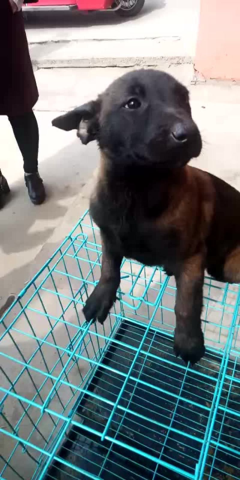 精品马犬