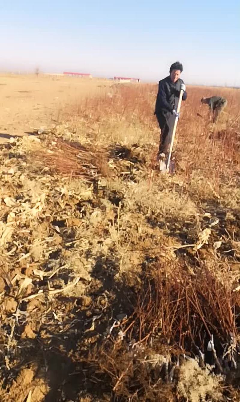 杏树