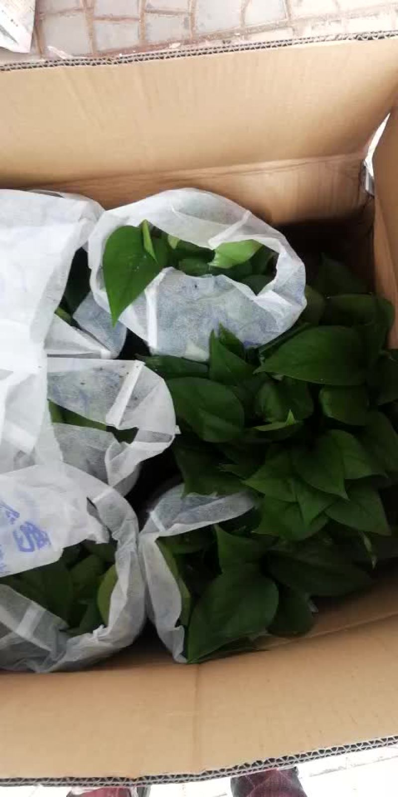 绿萝
