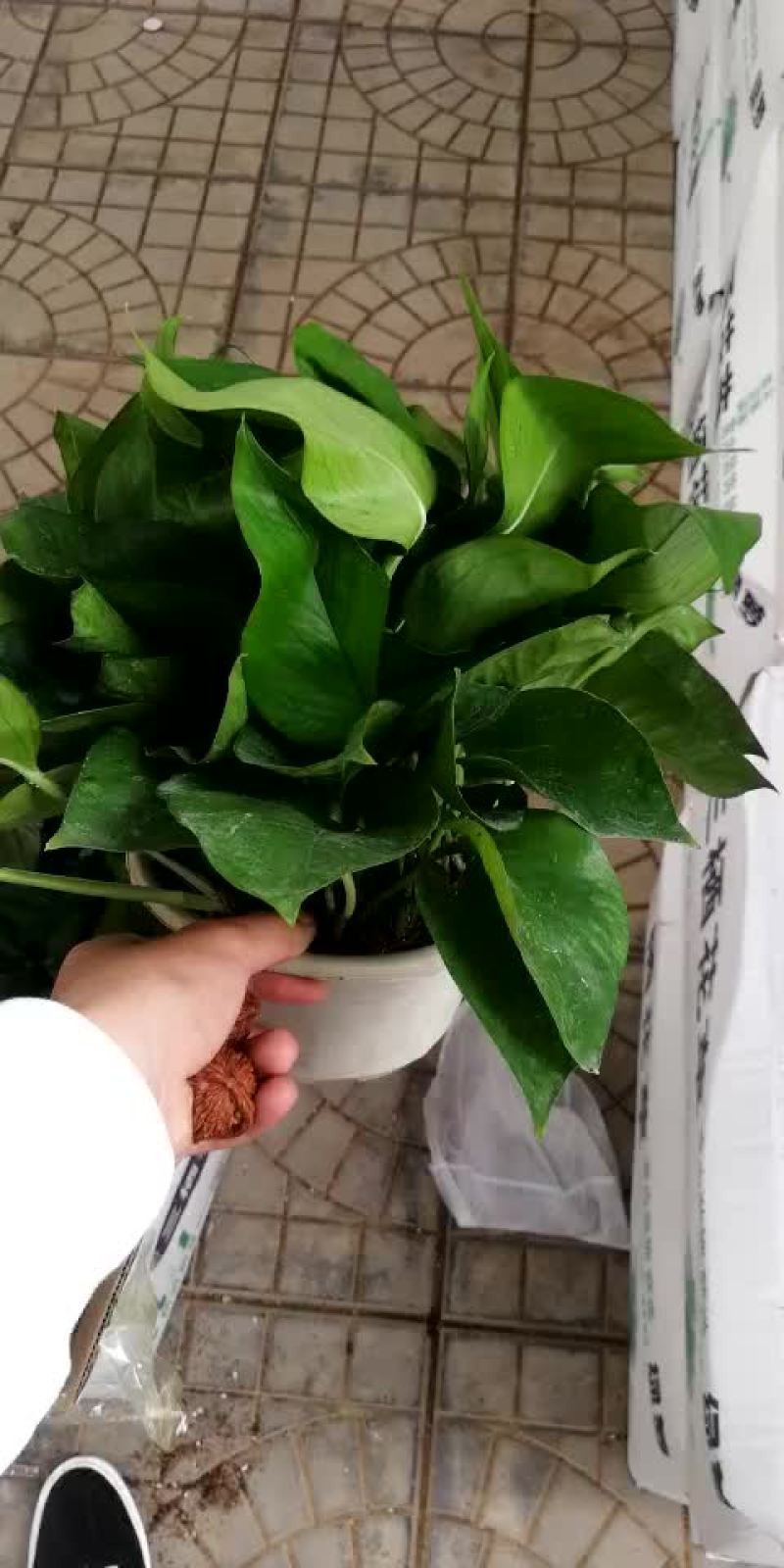 绿萝