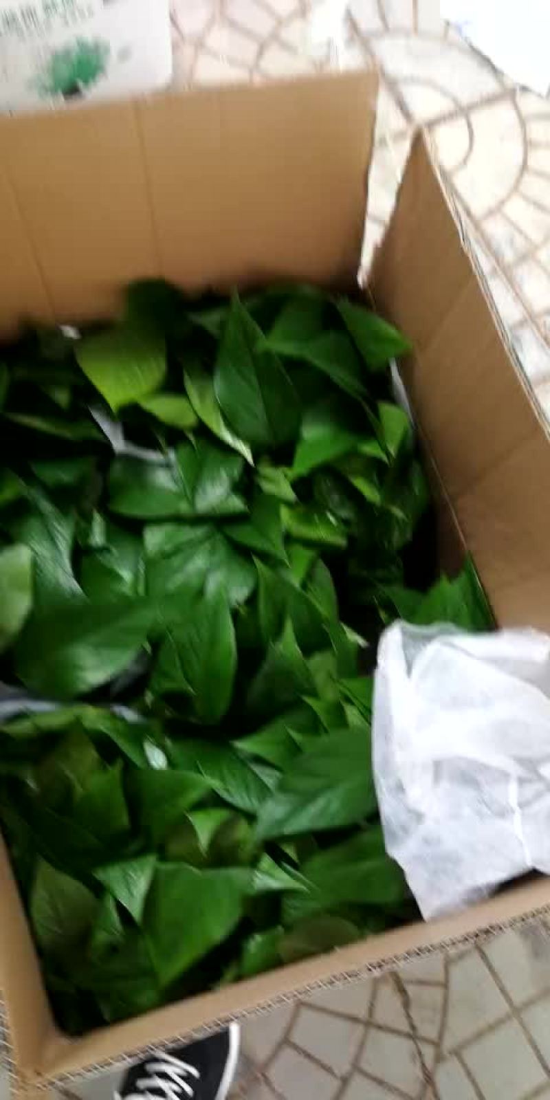 绿萝