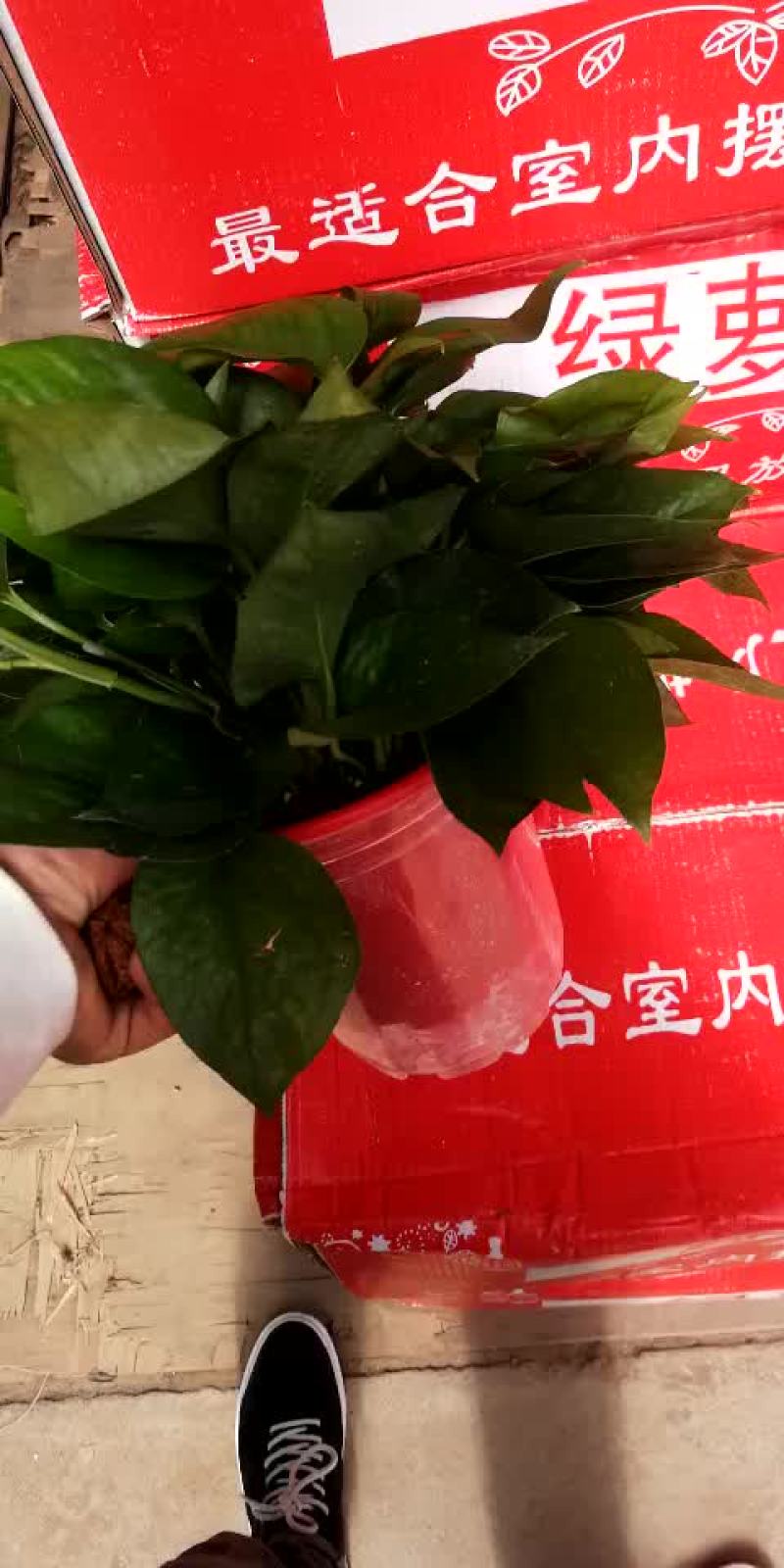 绿萝