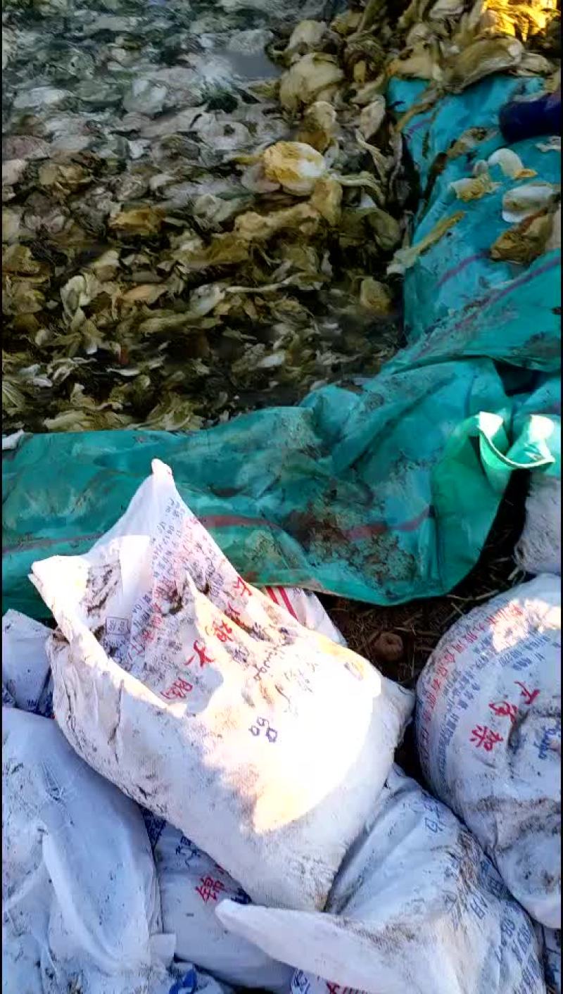 供应辽宁凌海腌制品酸菜