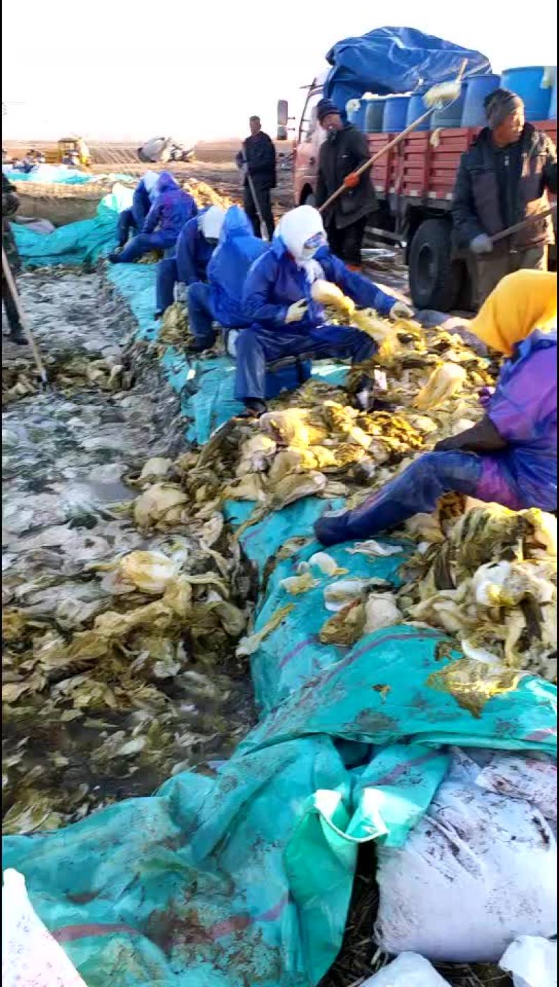 供应辽宁凌海腌制品酸菜