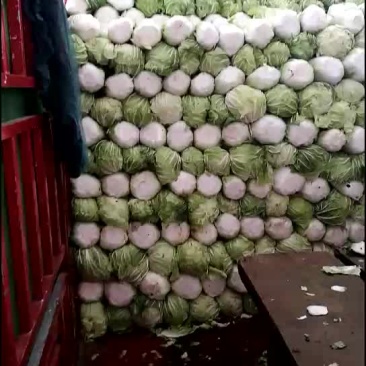 陕西三原冷库青杂大白菜，颜色绿，可发全国各地！！！