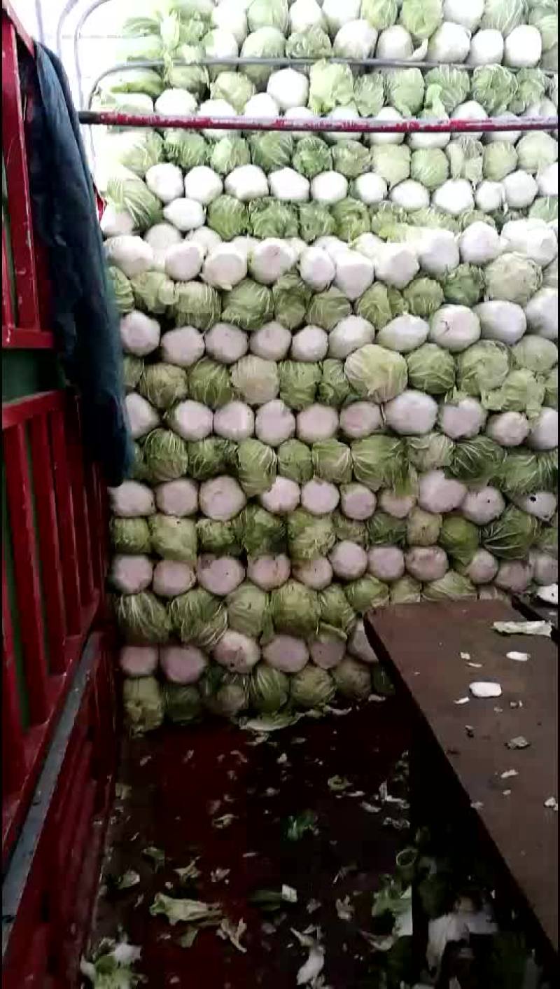 陕西三原冷库青杂大白菜，颜色绿，可发全国各地！！！
