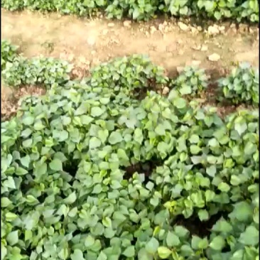 红薯苗出售，有需要的联系我！
