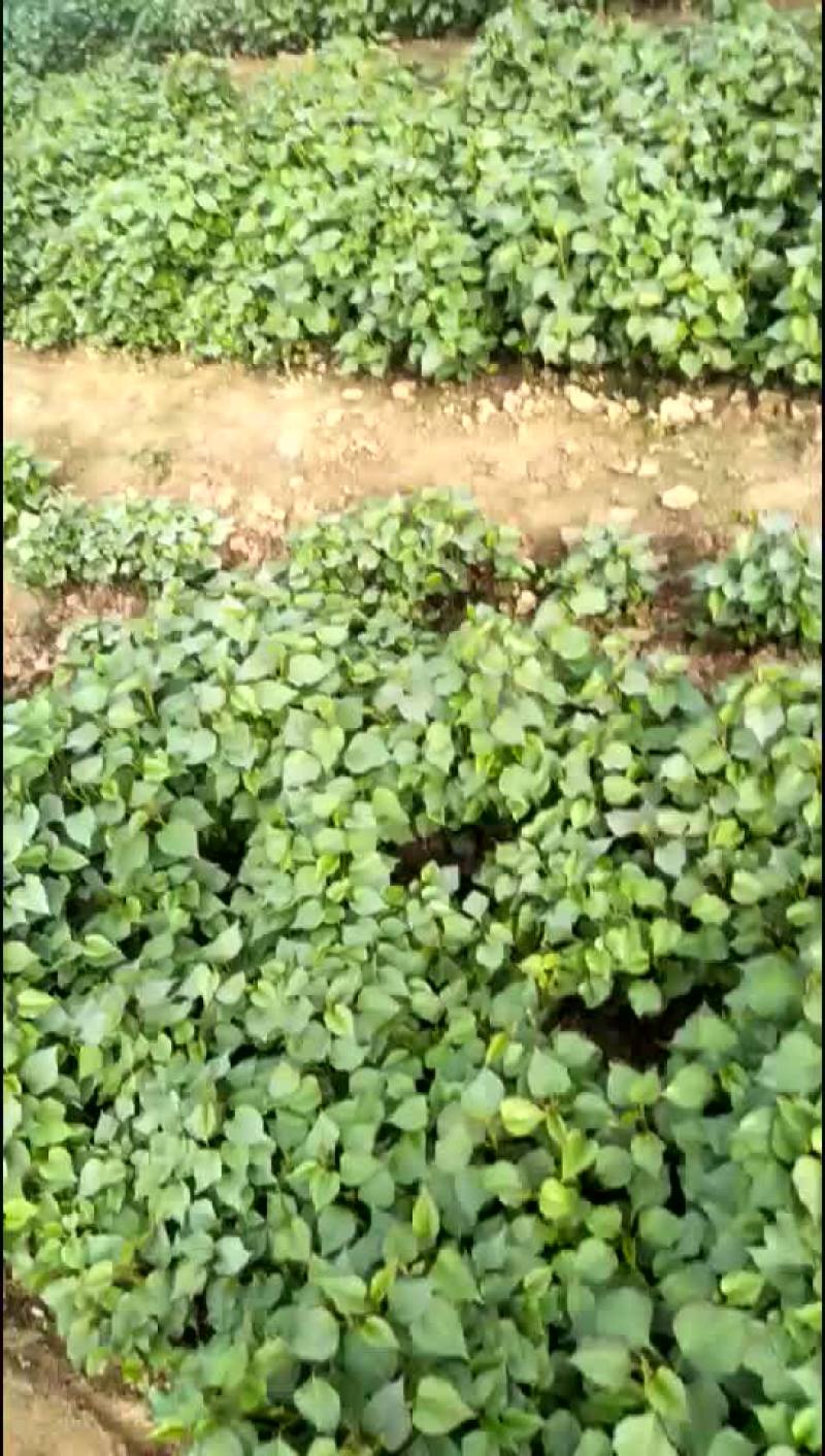 红薯苗出售，有需要的联系我！