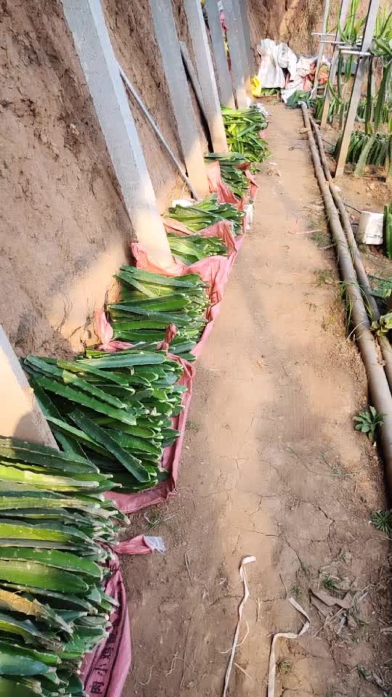 红心火龙果苗