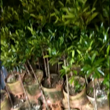 岭南山竹苗