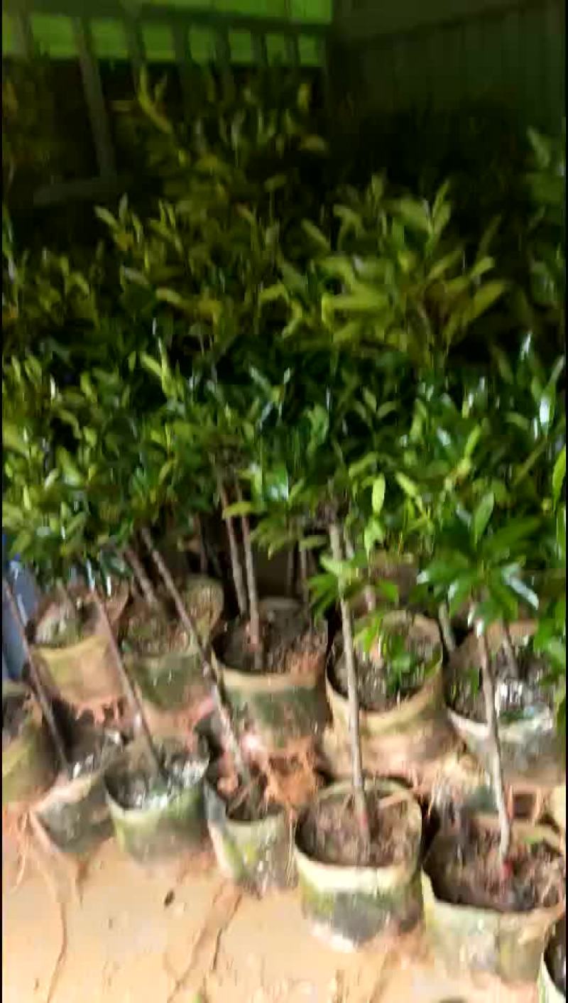 岭南山竹苗