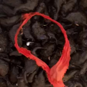 菱角