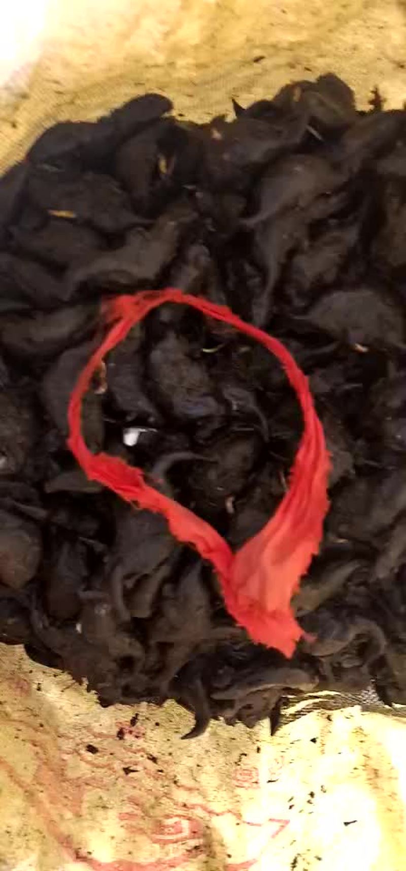 菱角