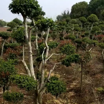 景观